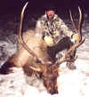 2002-elk-02c.jpg (64191 bytes)