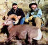 sheep-2.jpg (14764 bytes)